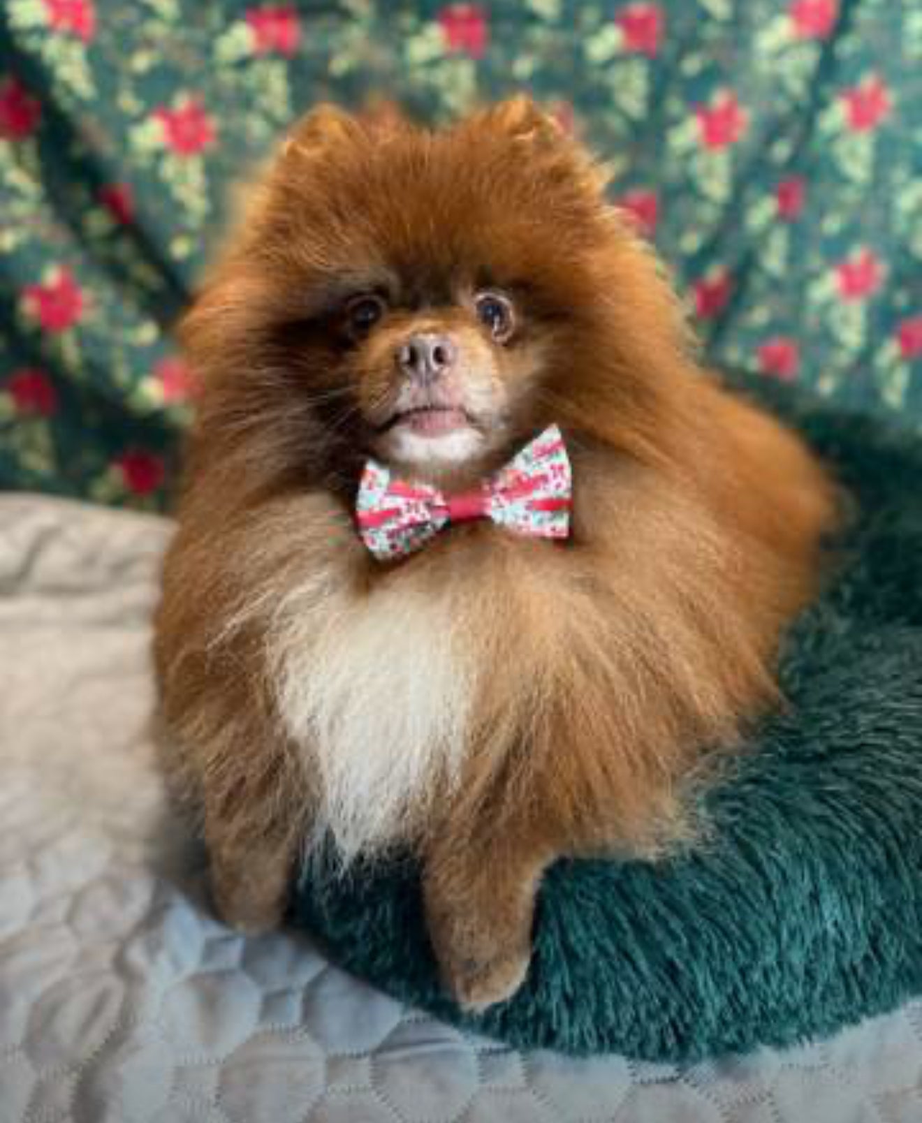 Cute dog wearing a Designer Paws Dickie Bow