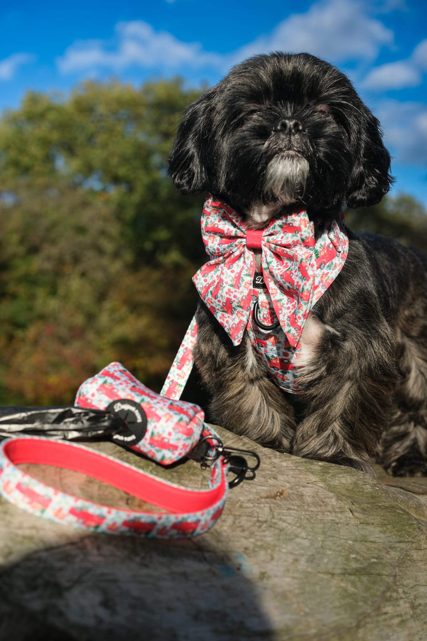 Cute dog wearing Designer Paws products