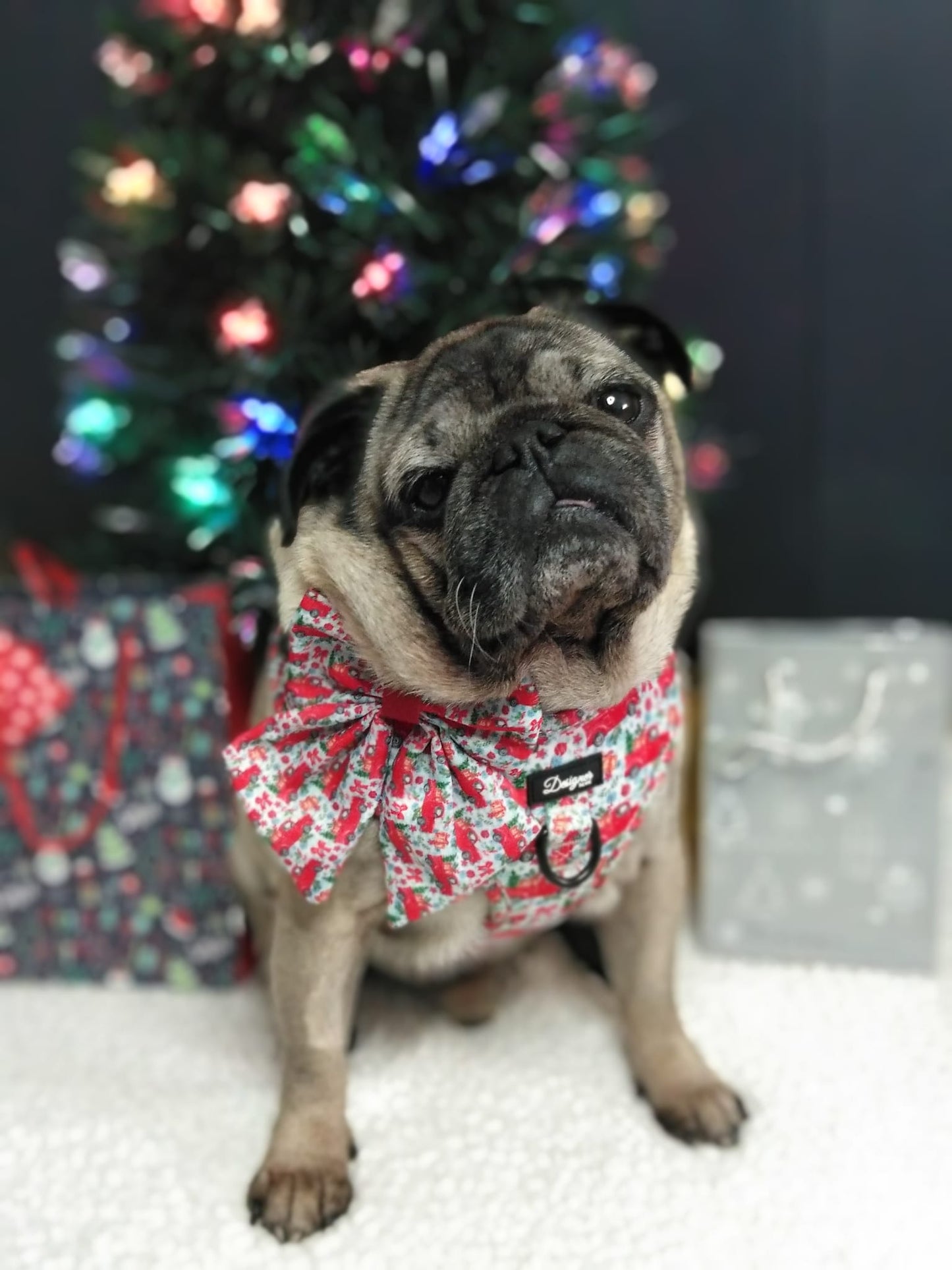 Cute dog wearing Designer Paws products