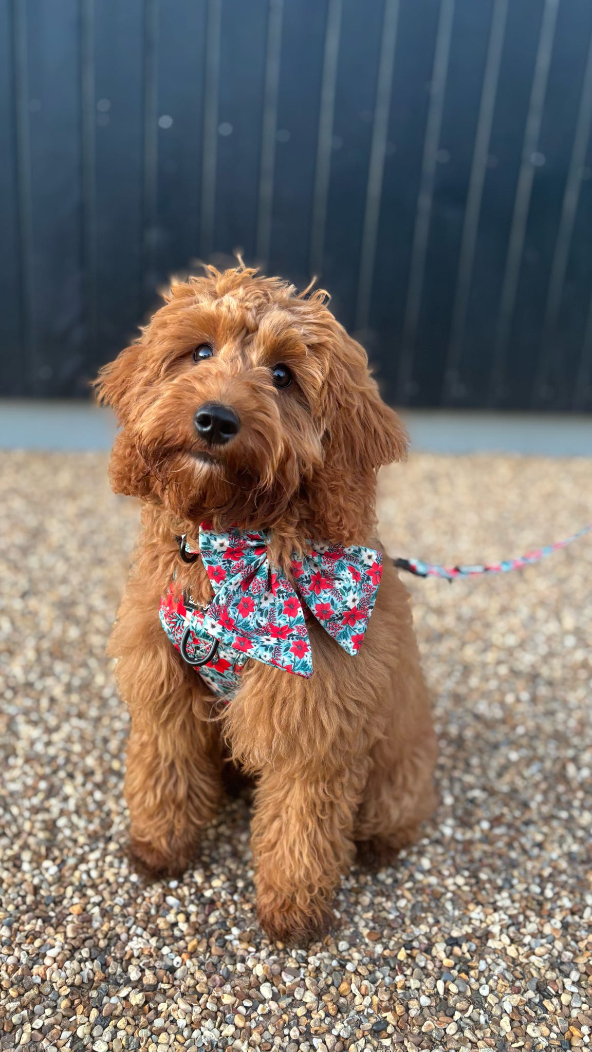 Poinsettia Garden Saior Bow and Harness