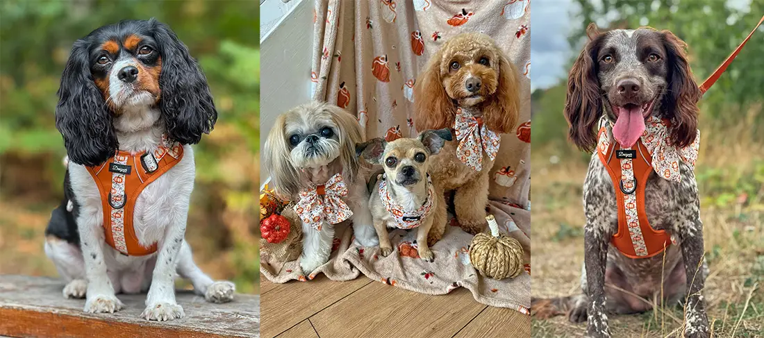 Autumn Pumpkin Harness Collection Banner Slide 2