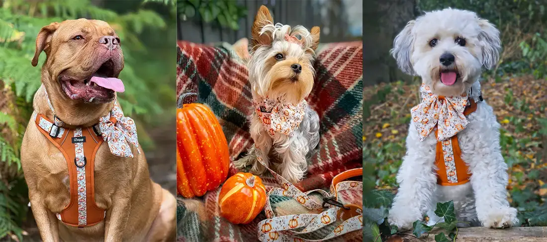 Banner Autumn Pumpkin Banner