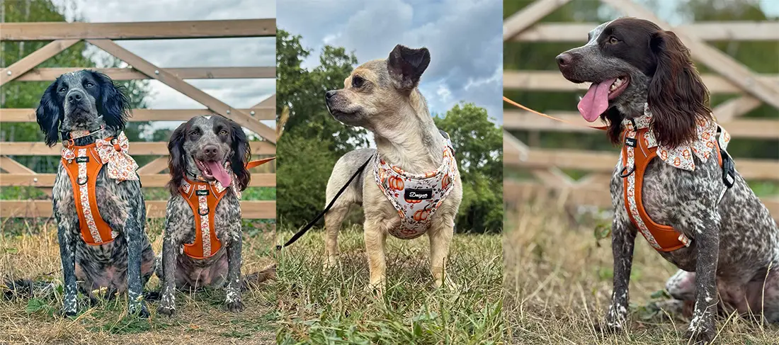 Autumn Pumpkin Harness Collection Banner Slide 5