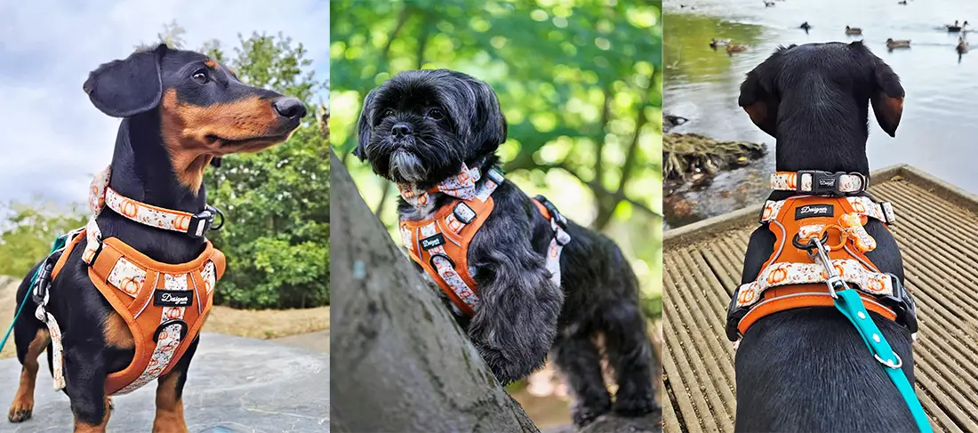 Autumn Pumpkin Harness Collection Banner Slide 7