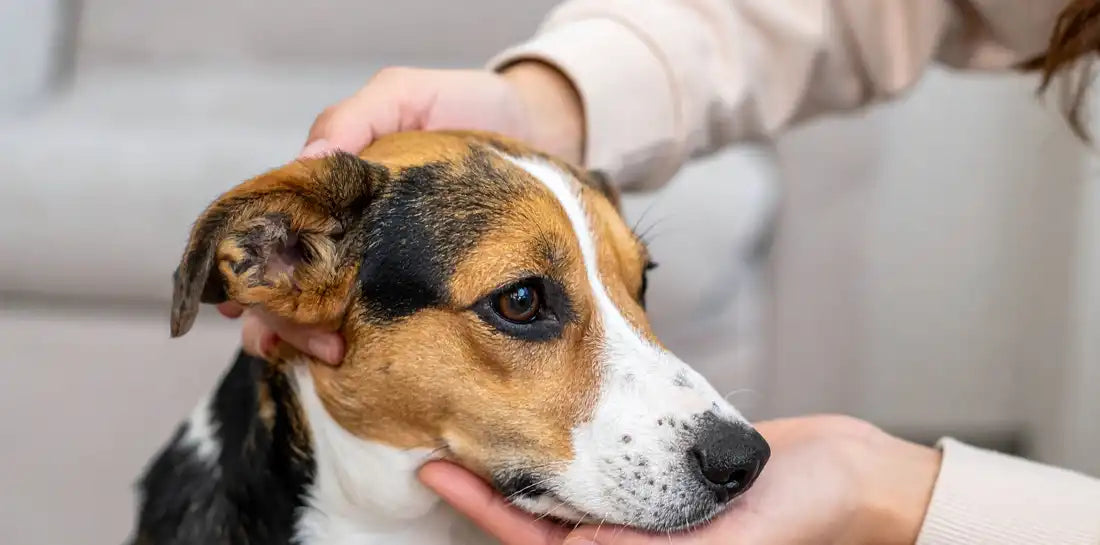 Dog Care Banner