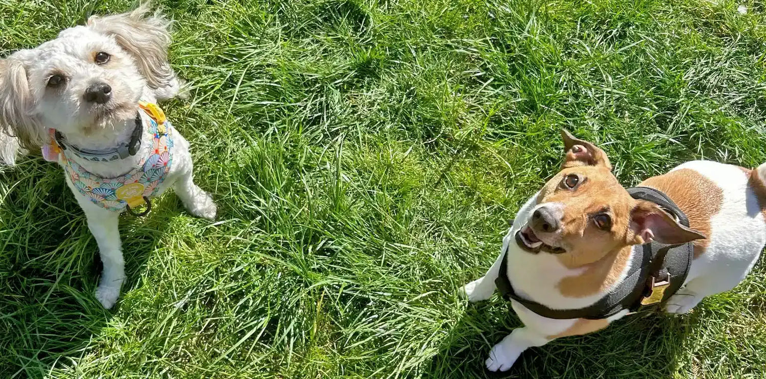 Bonnie and Ben on the grass