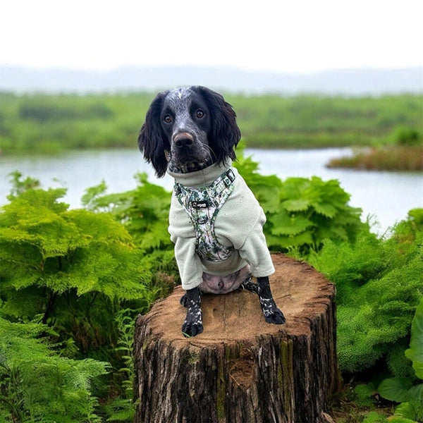 Dog with Forest Awakening Harness