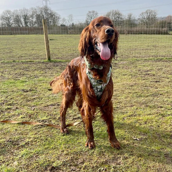 Cooper with Forest Awakening Harness