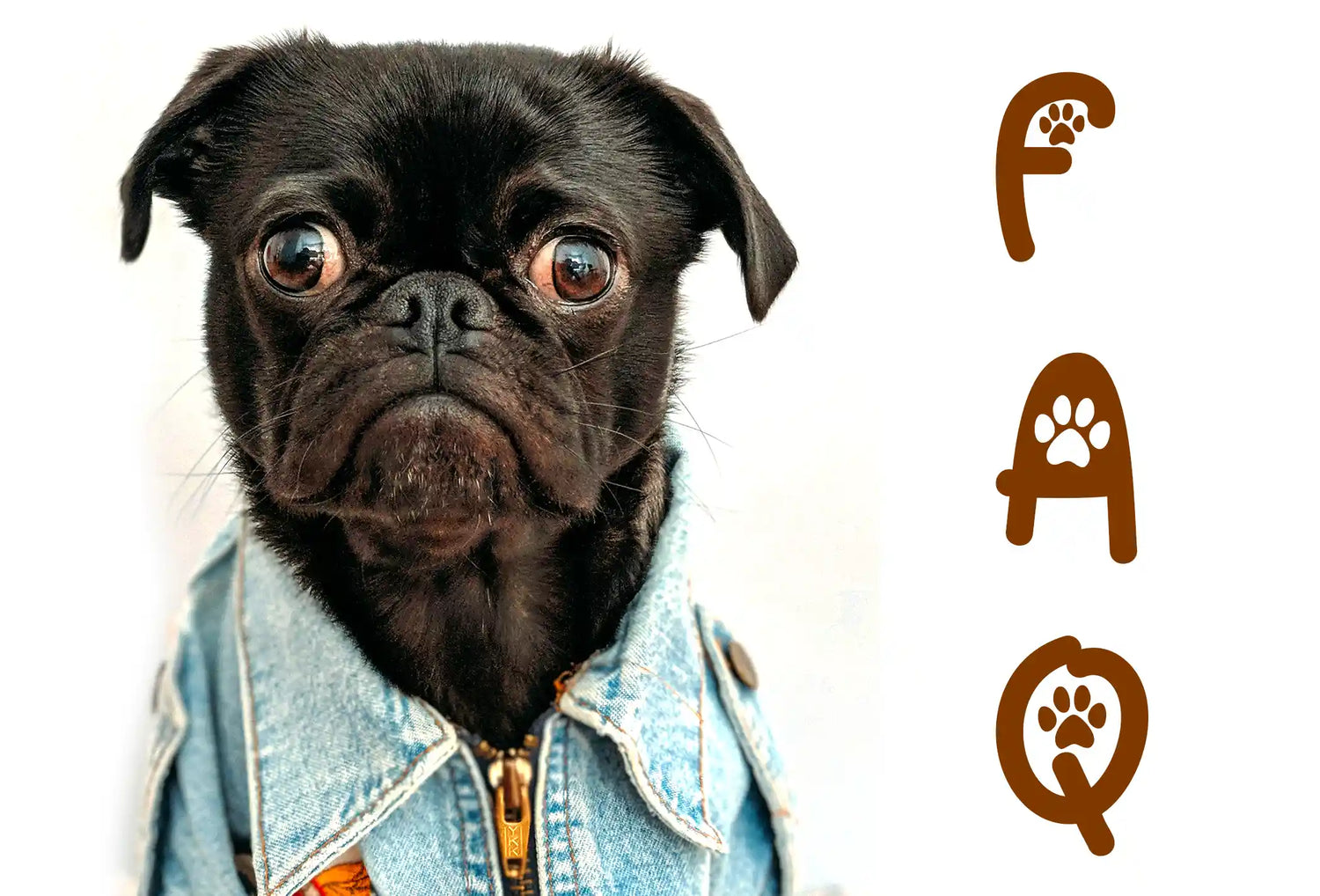 Dog FAQ