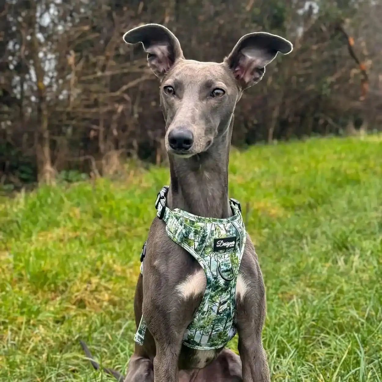 Dog with Forest Awakening Harness