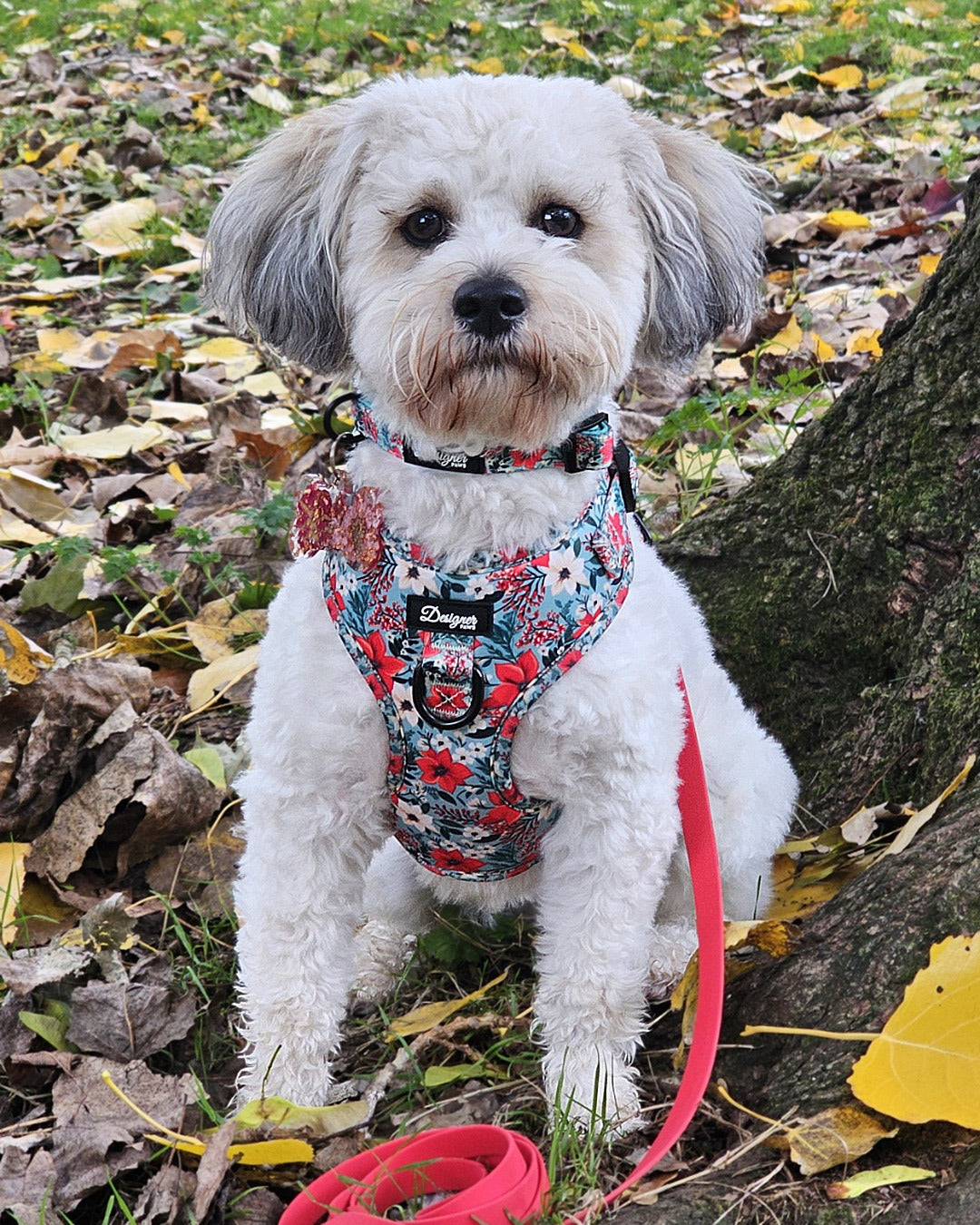 Poinsettia Garden Harness and Red Lead