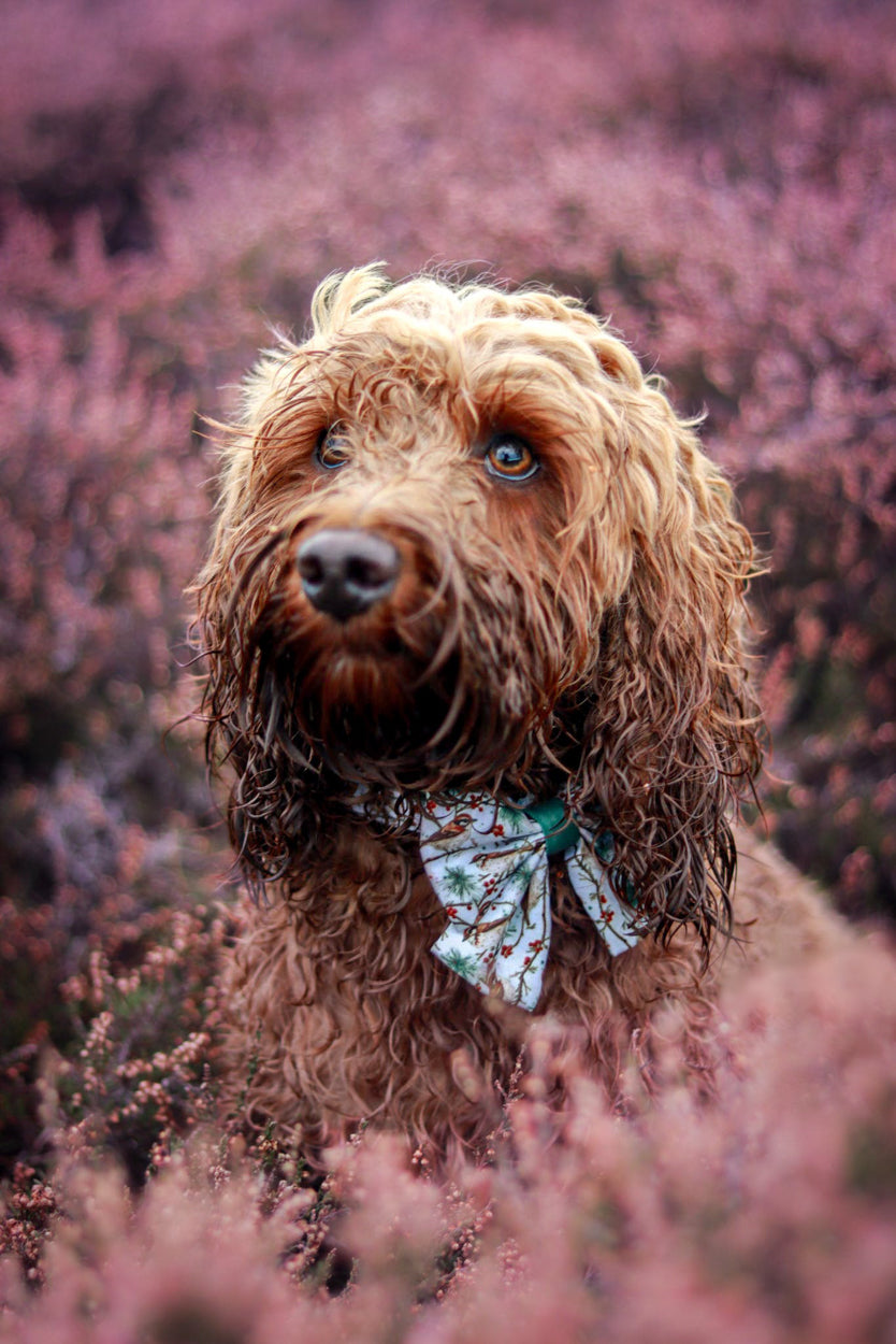 Dog modelling Frosted Finch Sailor Bow