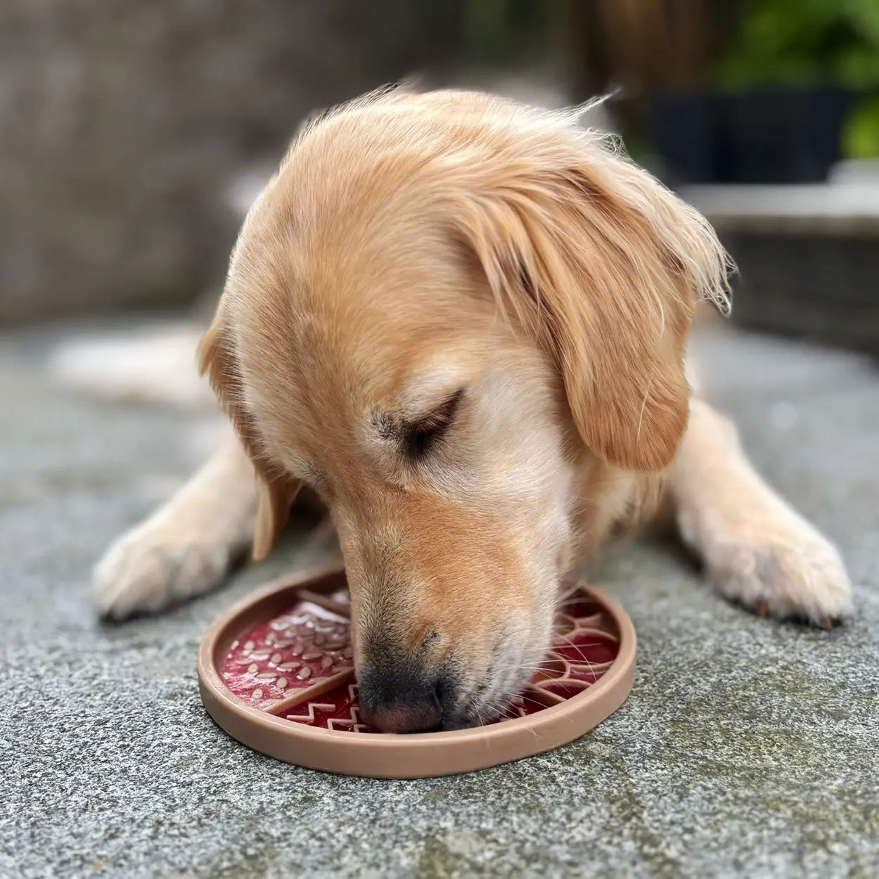 Golden Retriever enjoying a treat form his Licky mat