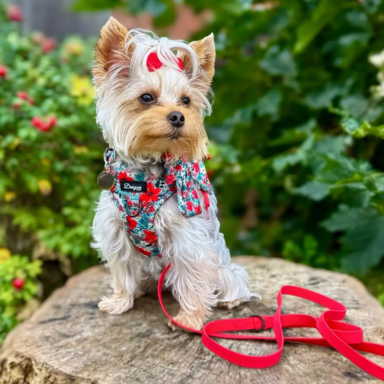 yorkie with red lead