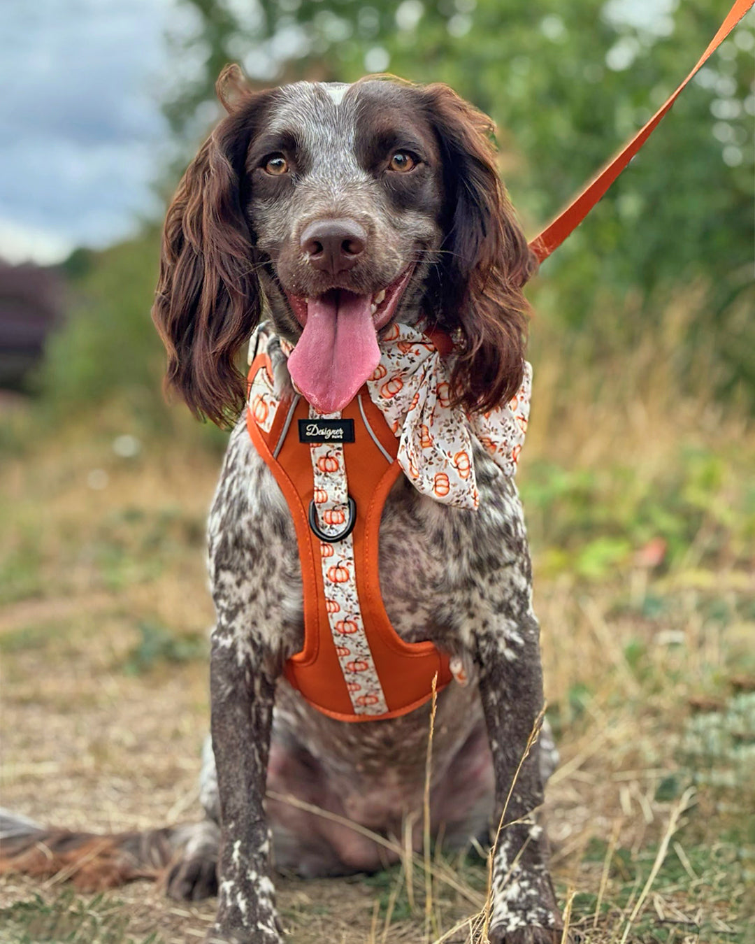 Autumn Pumpkin Insta 001