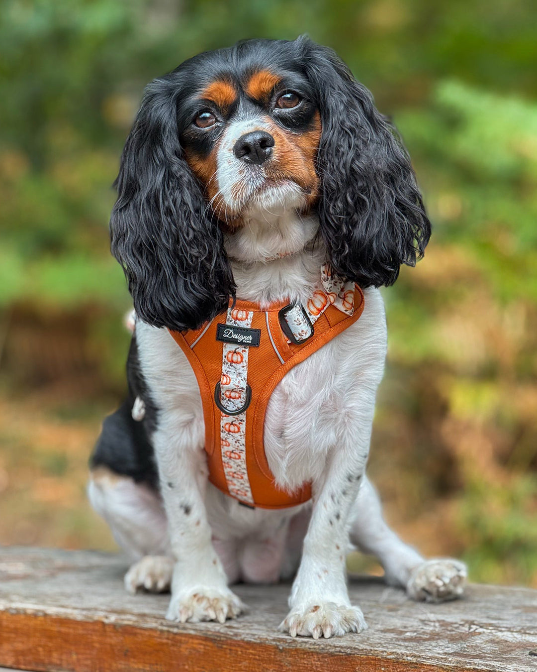 Autumn Pumpkin Insta 002