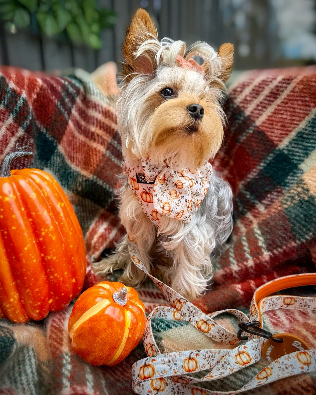 Autumn Pumpkin Insta 005