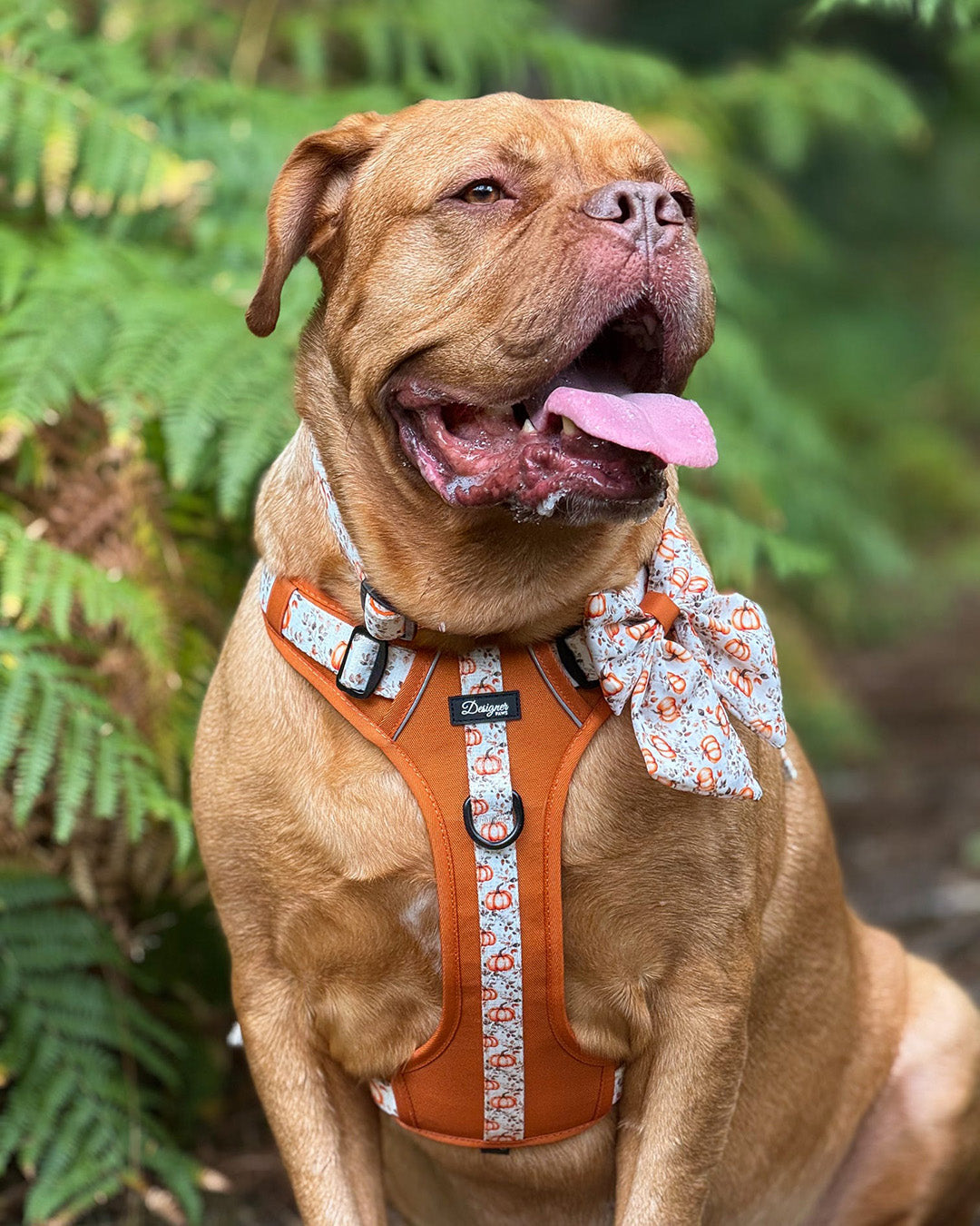 Autumn Pumpkin Insta 006