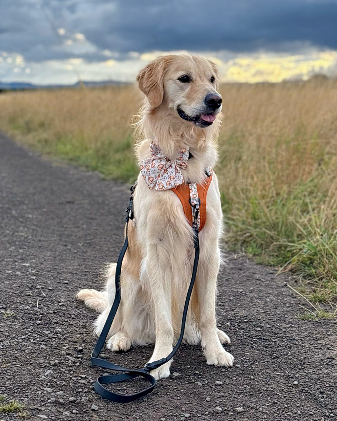 Autumn Pumpkin Insta 007