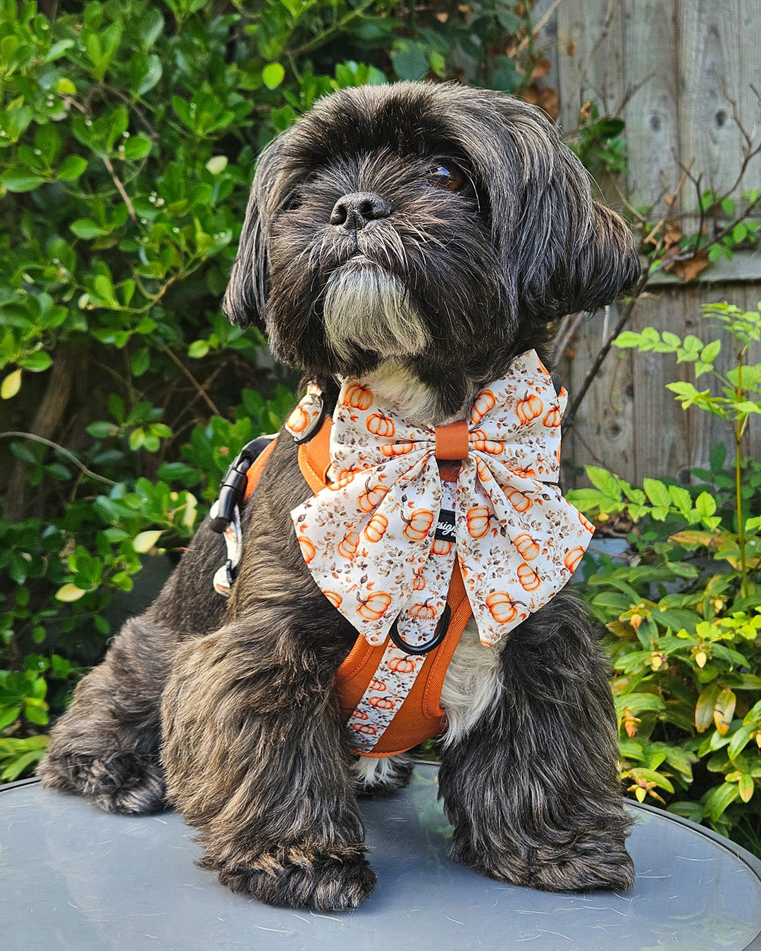 Autumn Pumpkin Insta 008