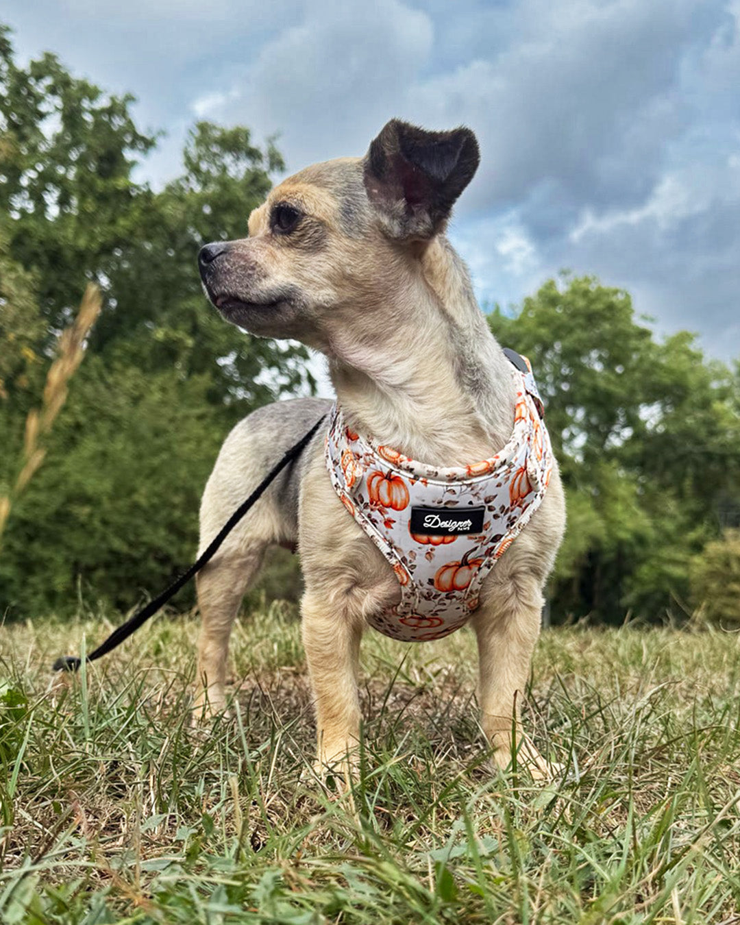 Autumn Pumpkin Insta 010