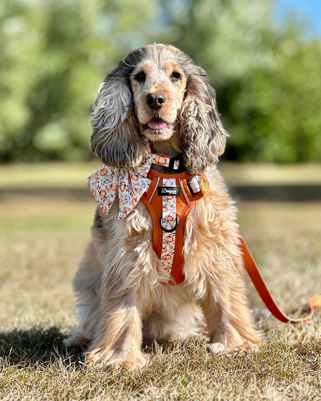 Autumn Pumpkin Insta 014