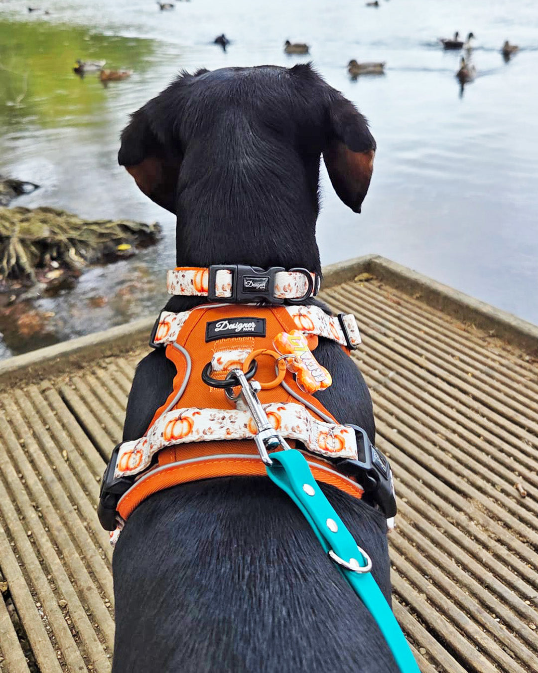 Autumn Pumpkin Insta 007