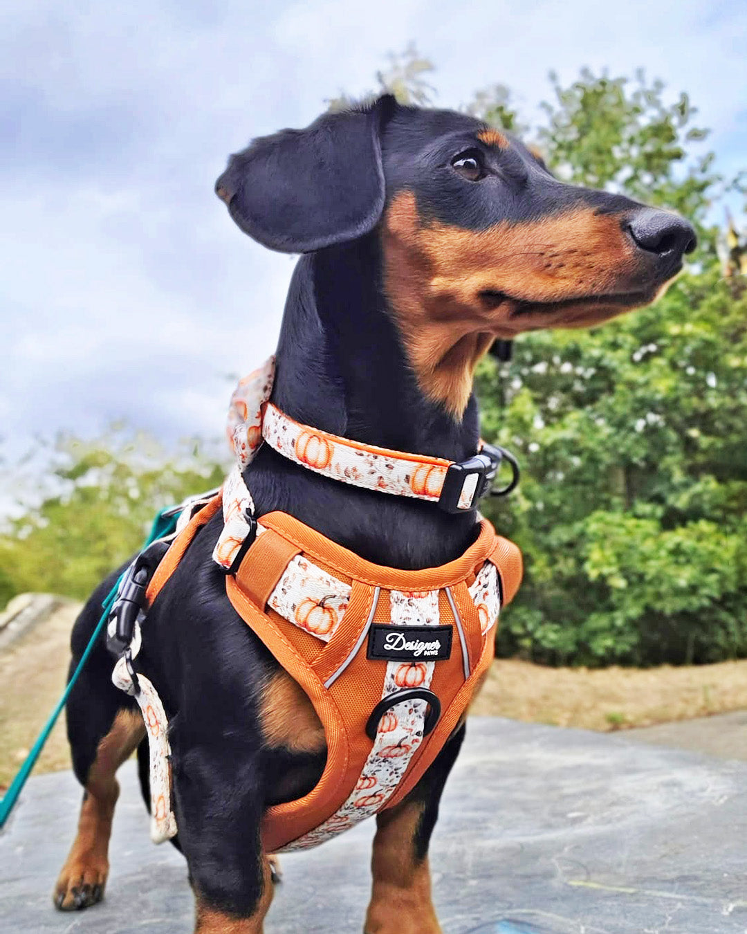 Autumn Pumpkin Insta 018