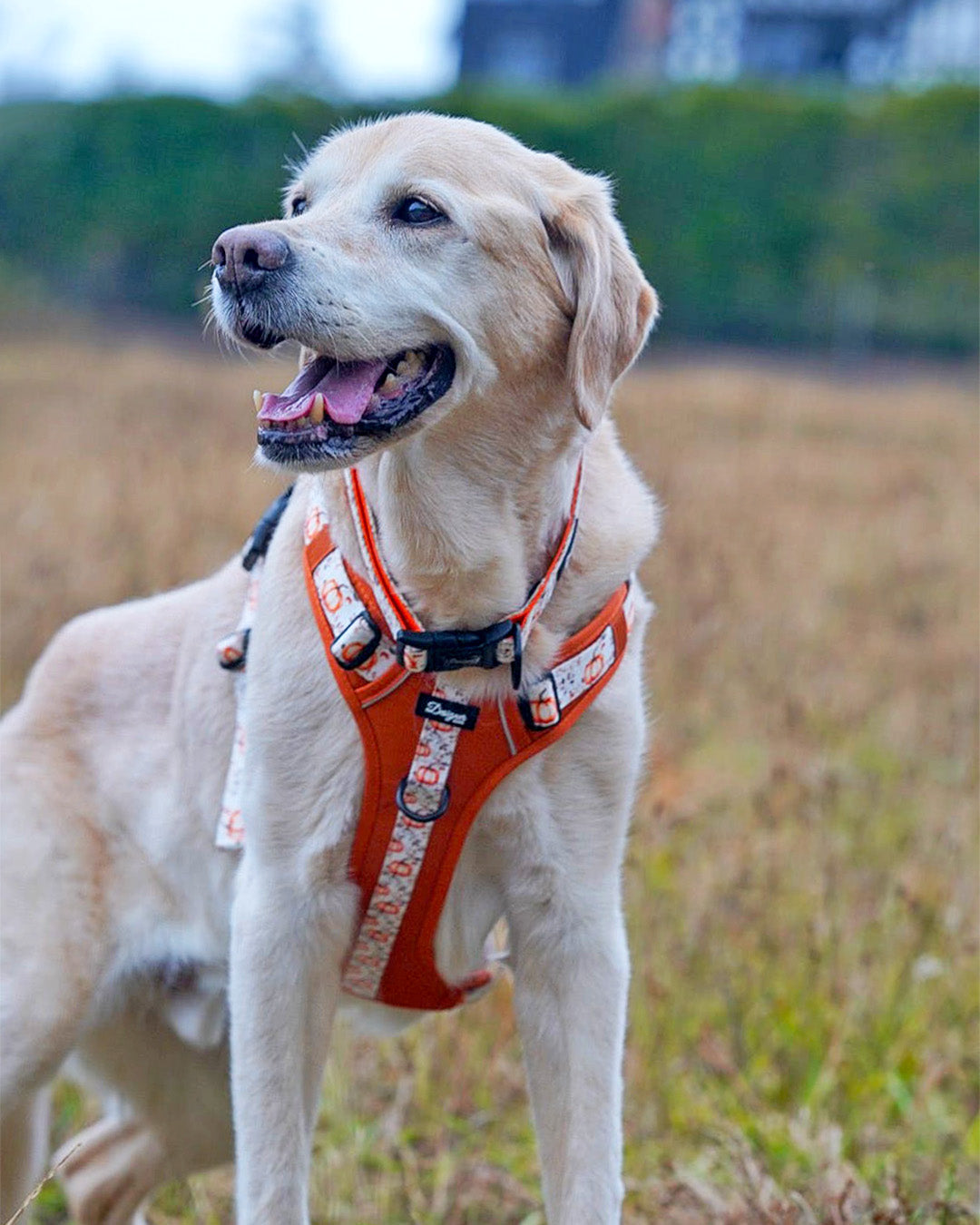 Autumn Pumpkin Insta 019