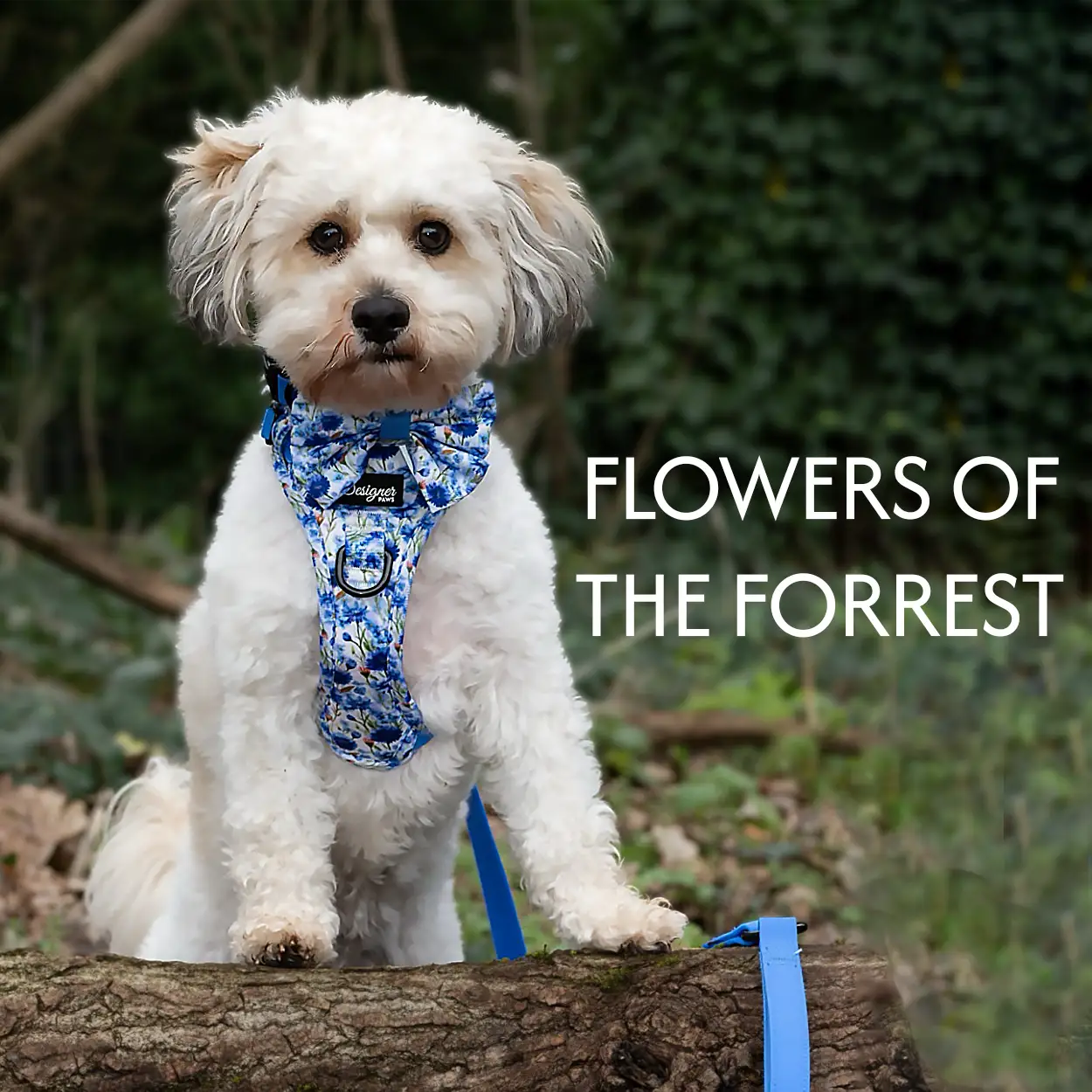 Flowers of the Forrest