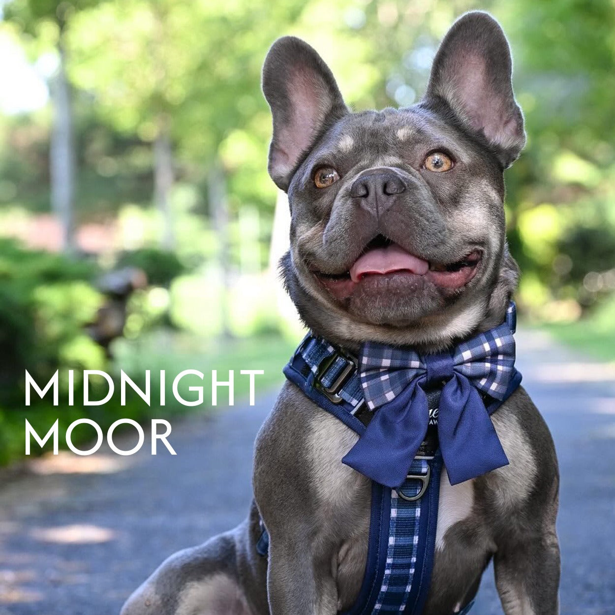 Midnight Moor