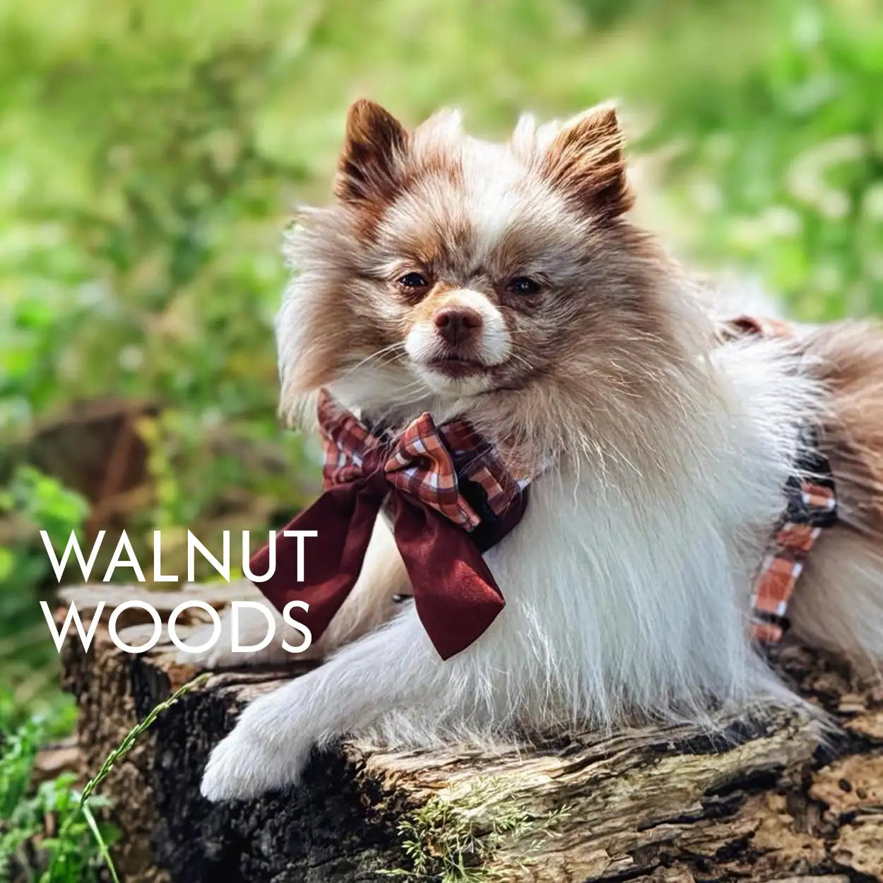 Walnut Woods