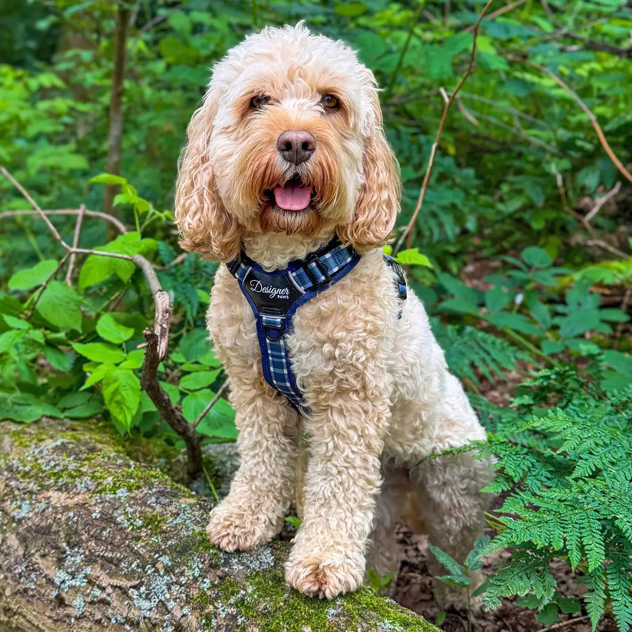 Adventure Pro™ Harness - Midnight Moor