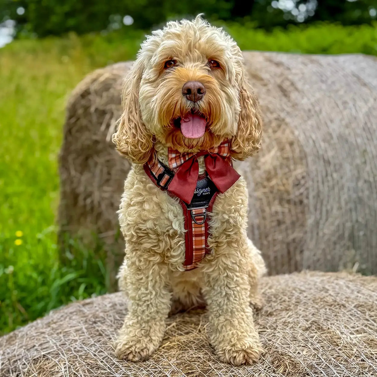 Adventure Pro™ Harness - Walnut Woods