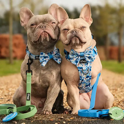 Teo dos with Flowers of the Forrest Harnesses and Colour Pop Leads