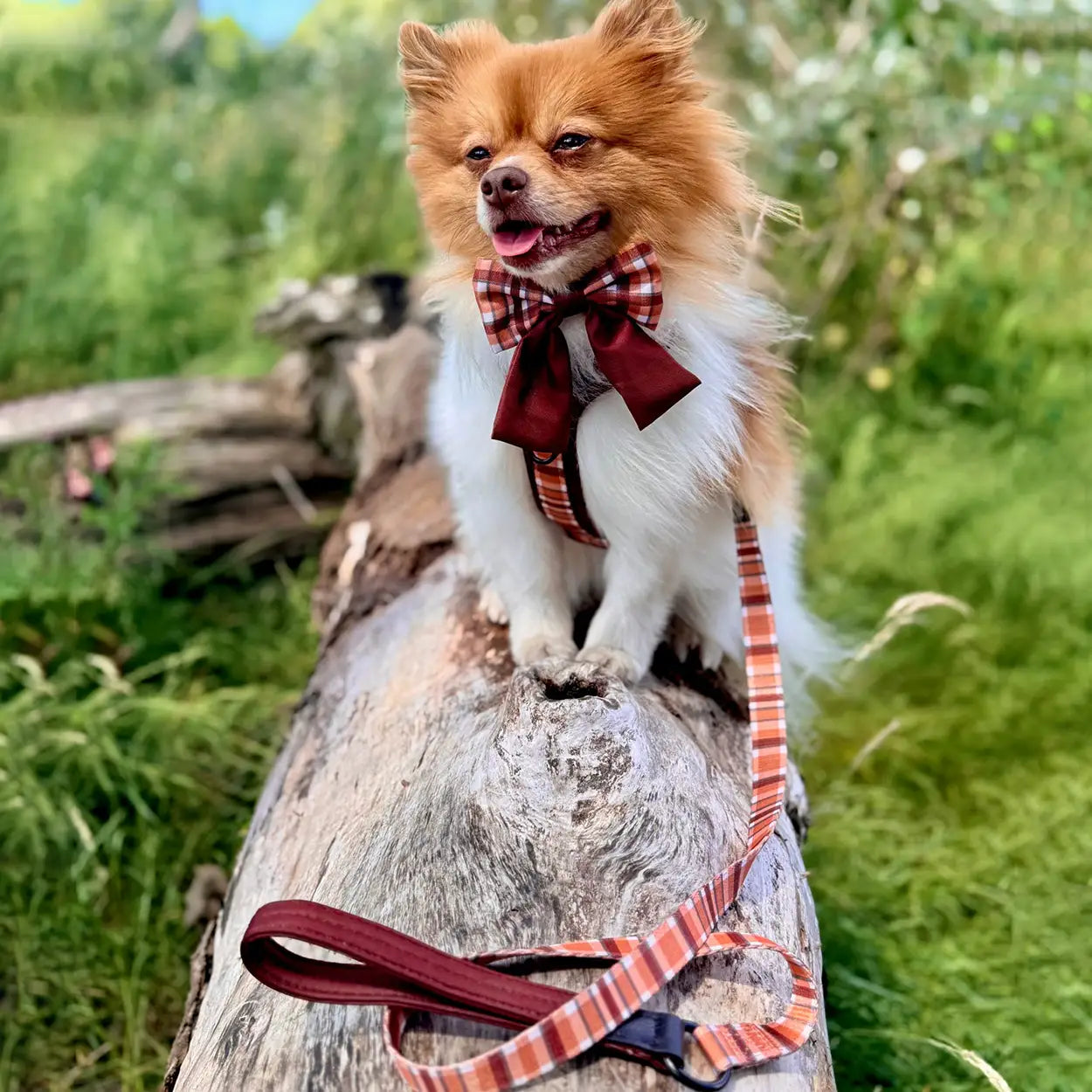 Adventure Pro™ Harness - Walnut Woods