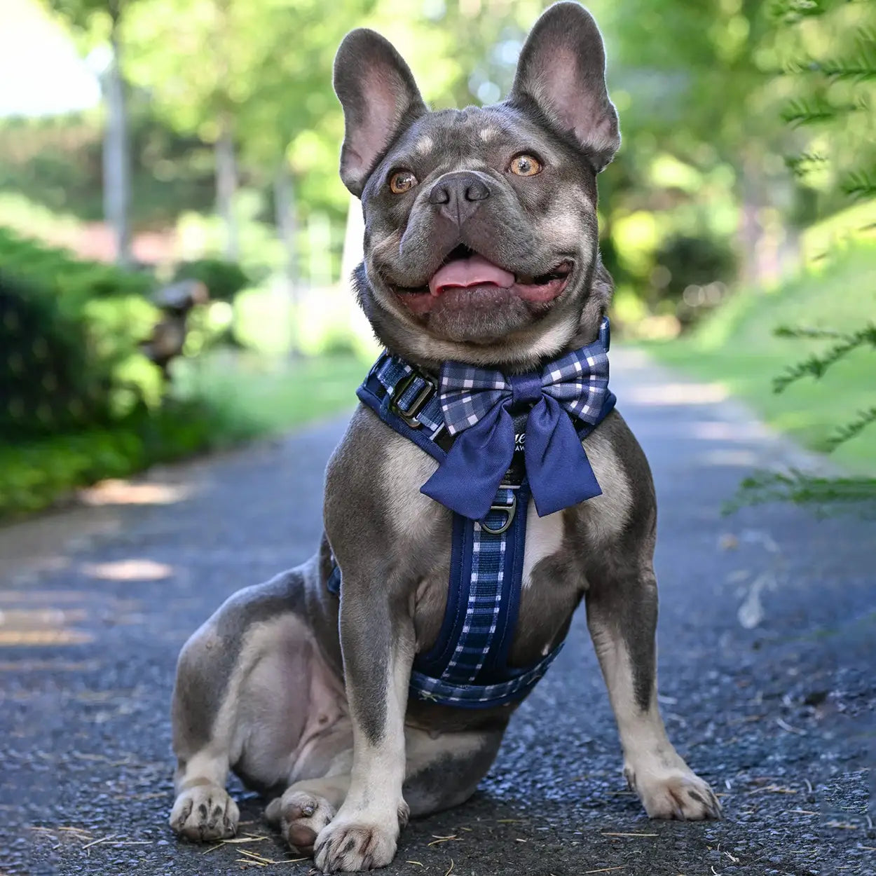 Adventure Pro™ Harness - Midnight Moor