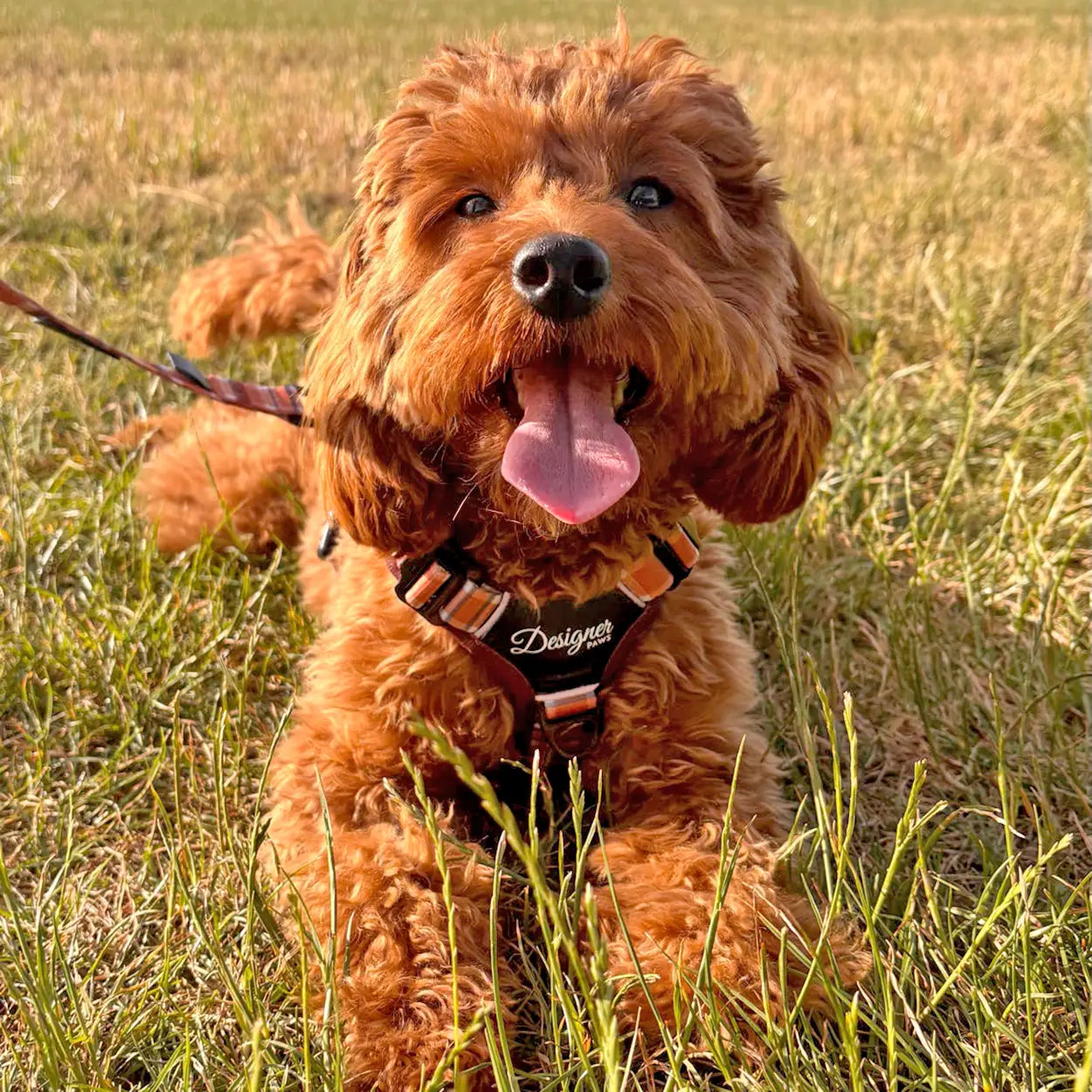 Adventure Pro™ Harness - Walnut Woods