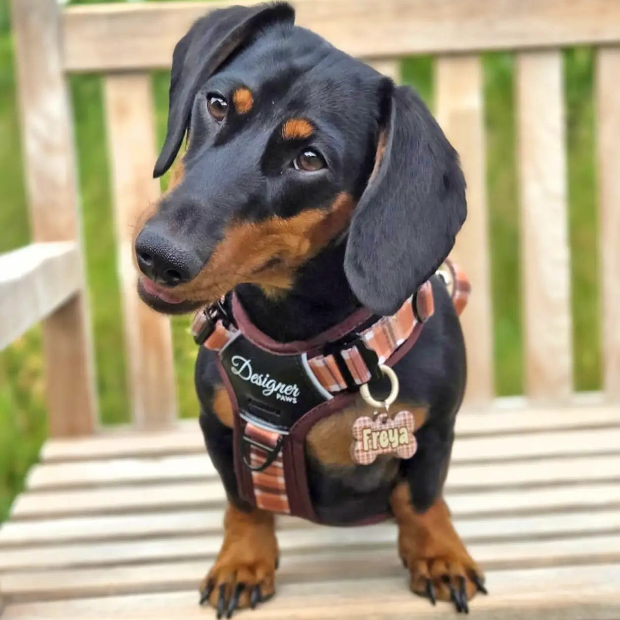 Adventure Pro™ Harness - Walnut Woods