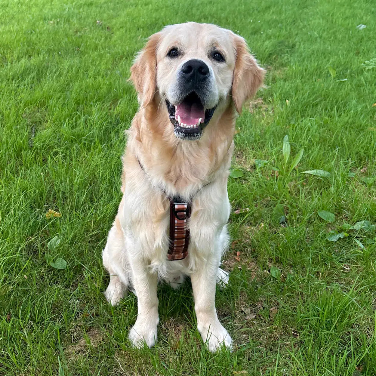 Adventure Pro™ Harness - Walnut Woods