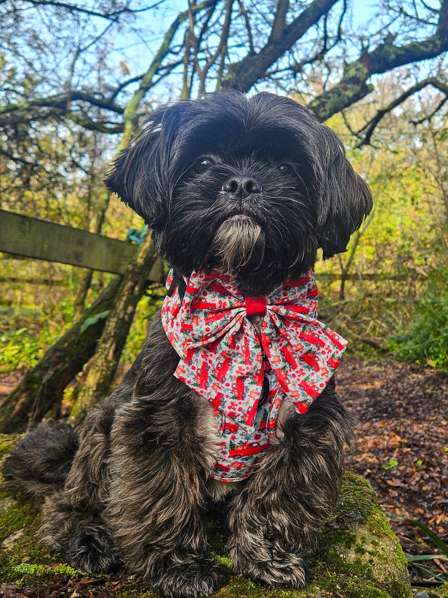 Cute dog wearing Designer Paws products