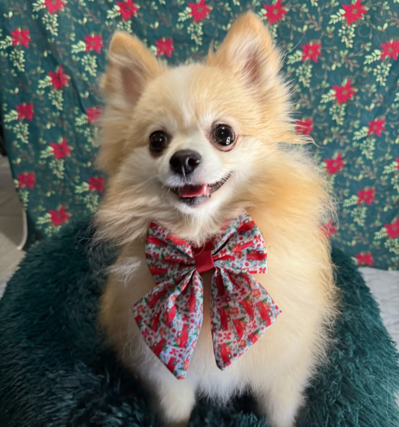 Cute dog wearing a Designer Paws Sailor Bow