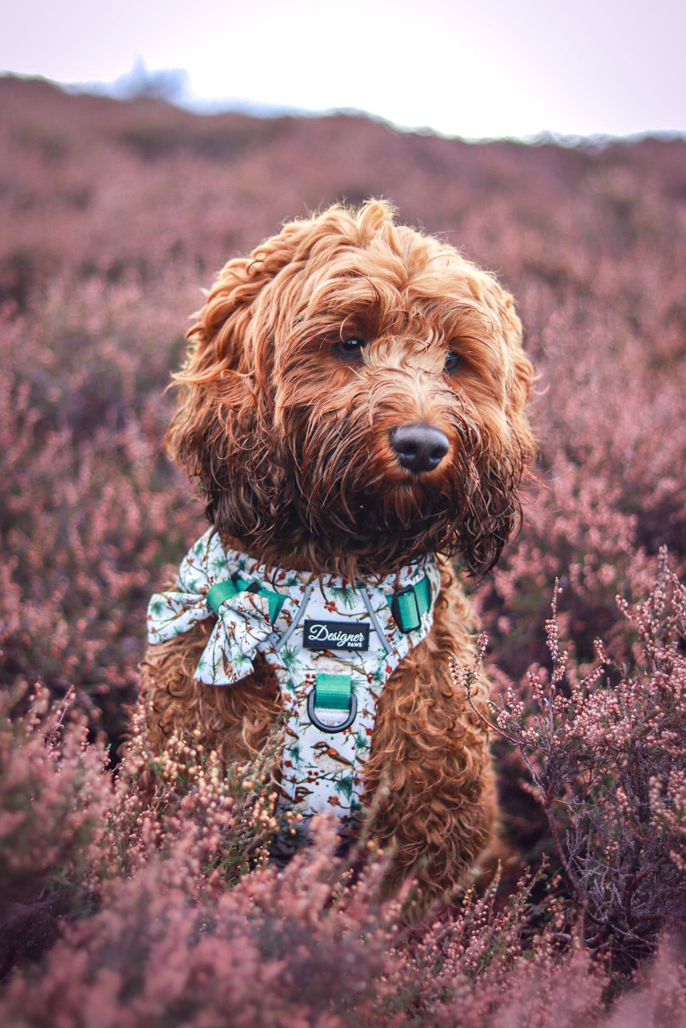 Dog modelling Frosted finch Harness