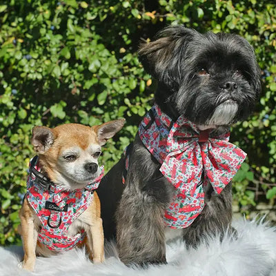 Two dogs with Driving home for Christmas Harnesses and SailorBows