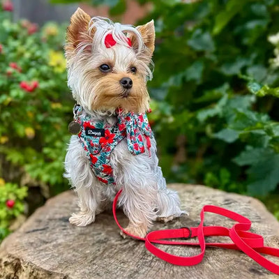 Yorki with Poinsettia Garden Harness set