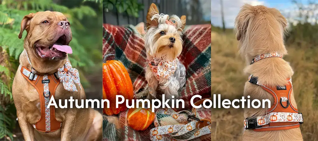 Autumn Pumpkin Harness Collection Banner