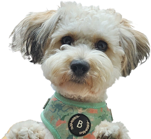 Bonnie dog