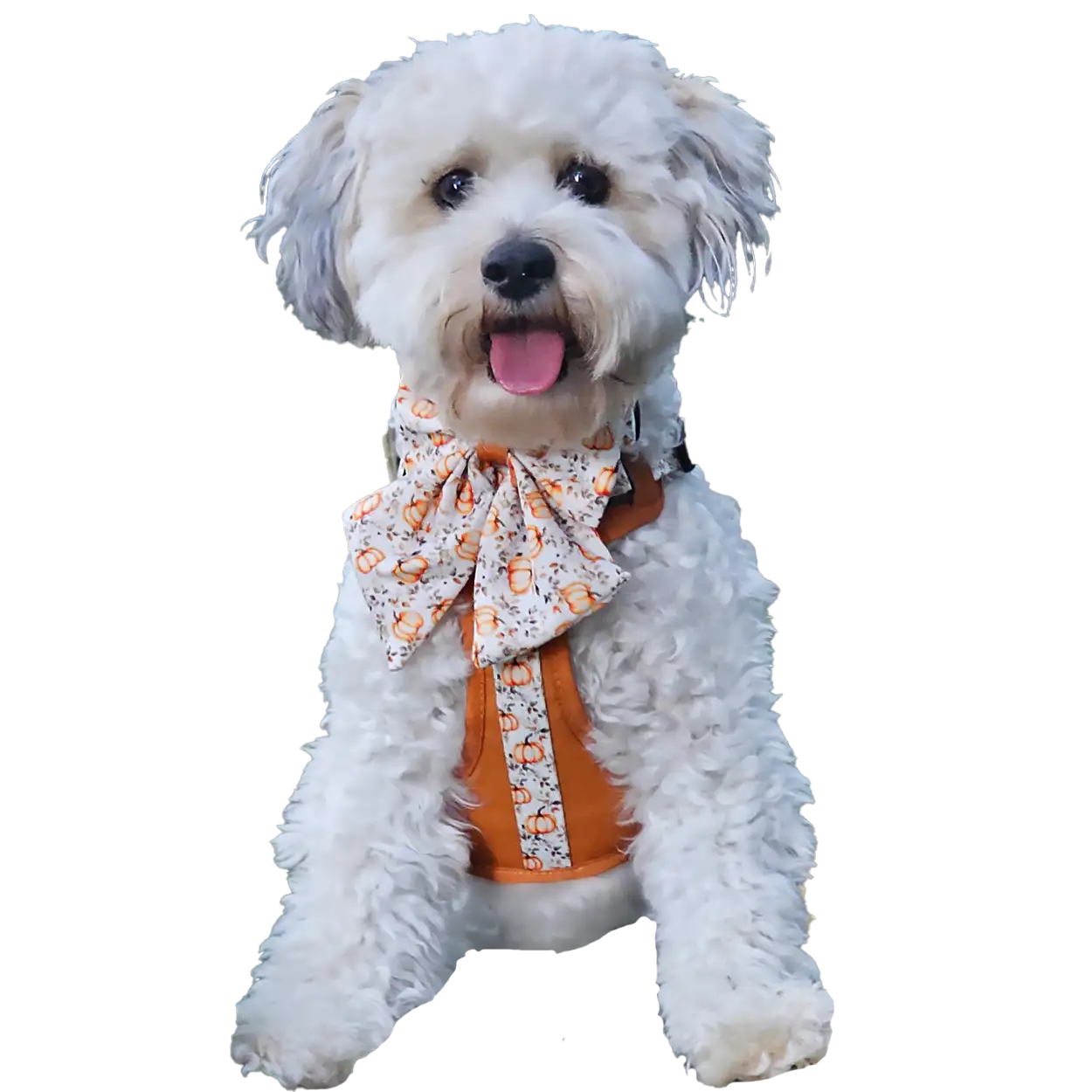 Bonnie in her Pumpkin Harness and Sailor Bow