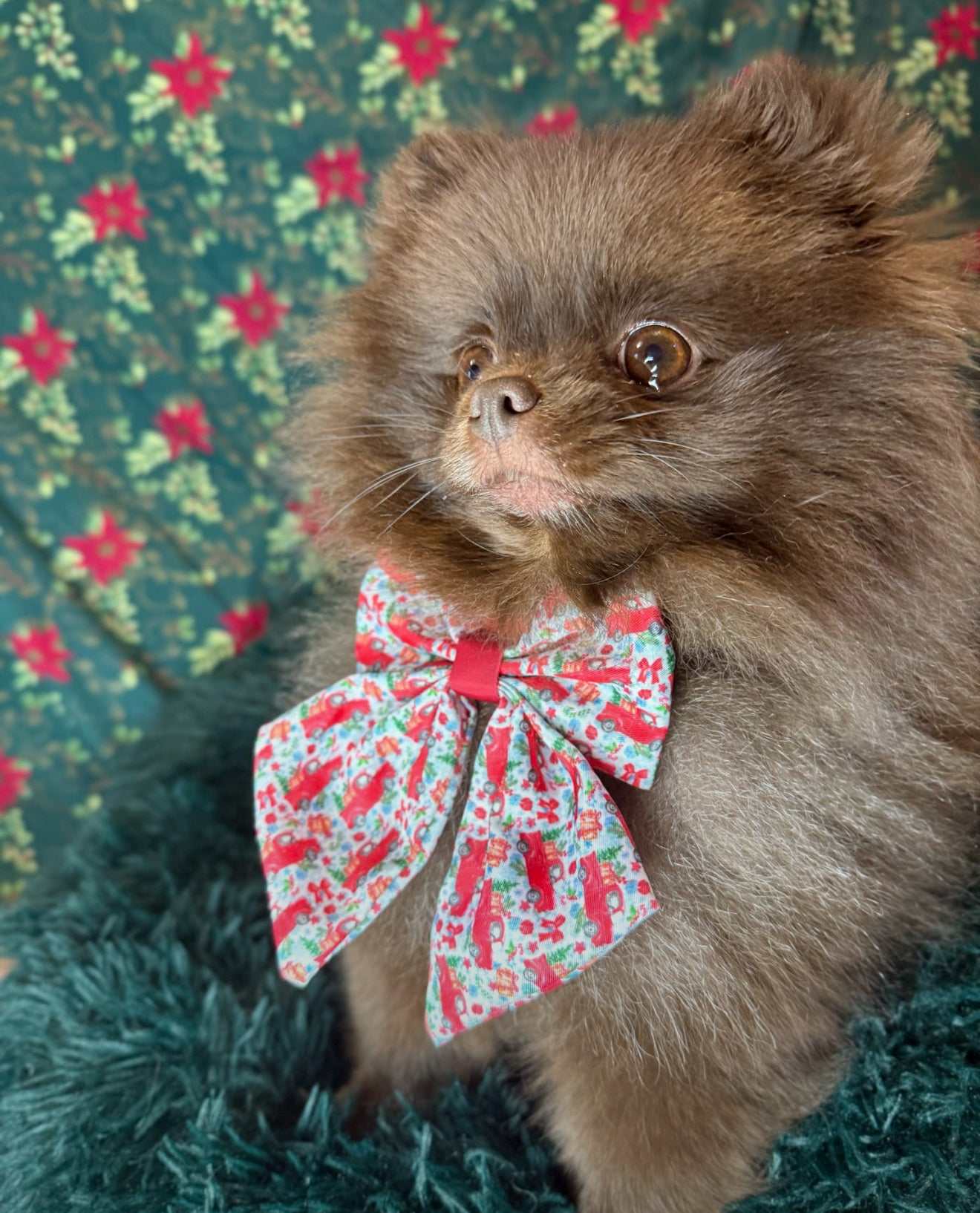 Cute dog wearing a Designer Paws Sailor Bow