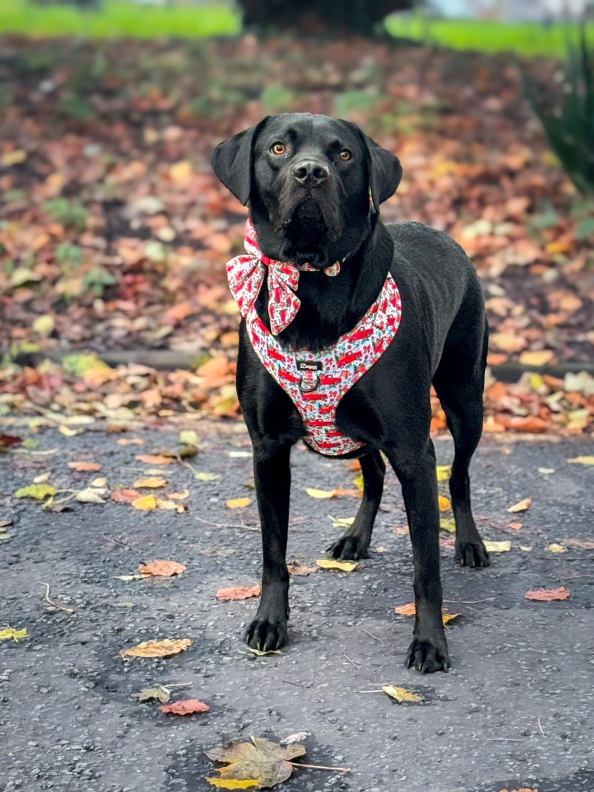 Cute dog wearing Designer Paws Products